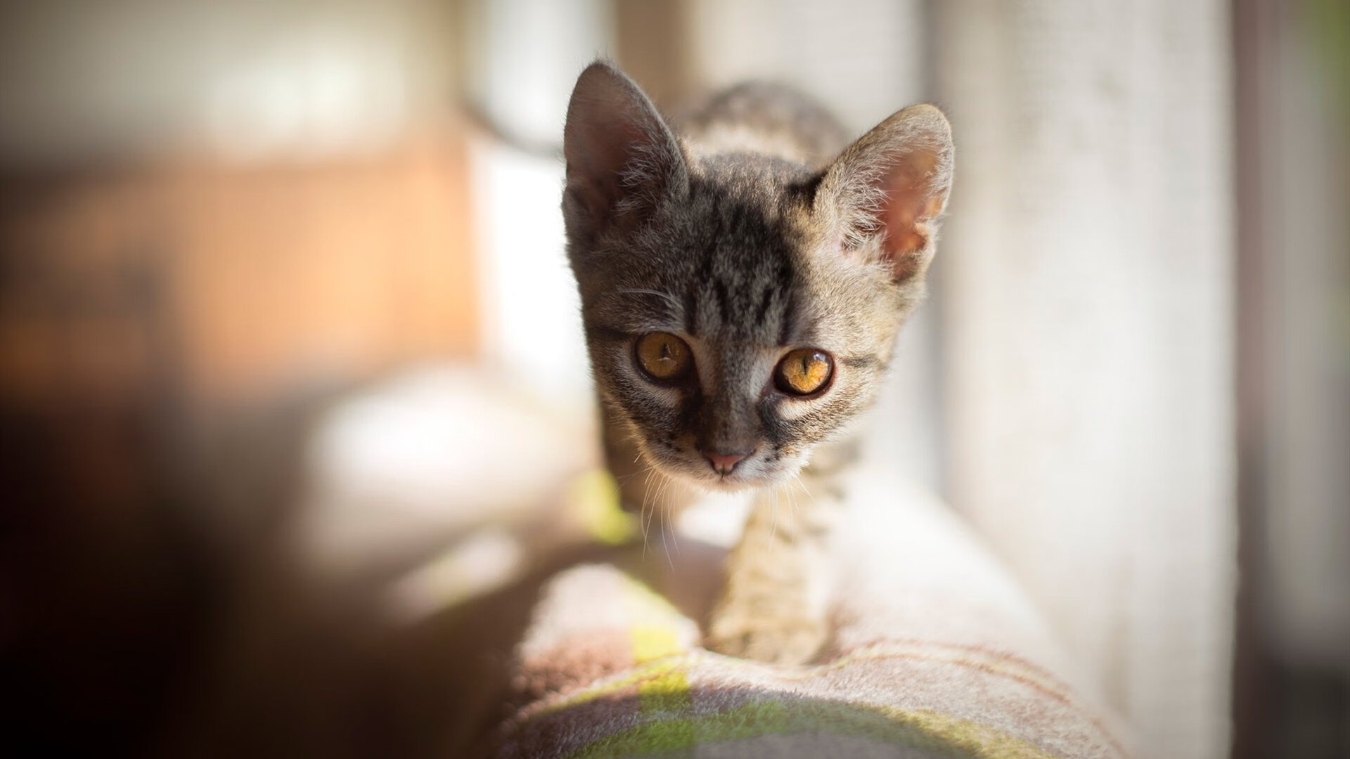 九游登录入口-半场战况：54-51，北京队略占优势，比赛悬念重重！，北京队又输了