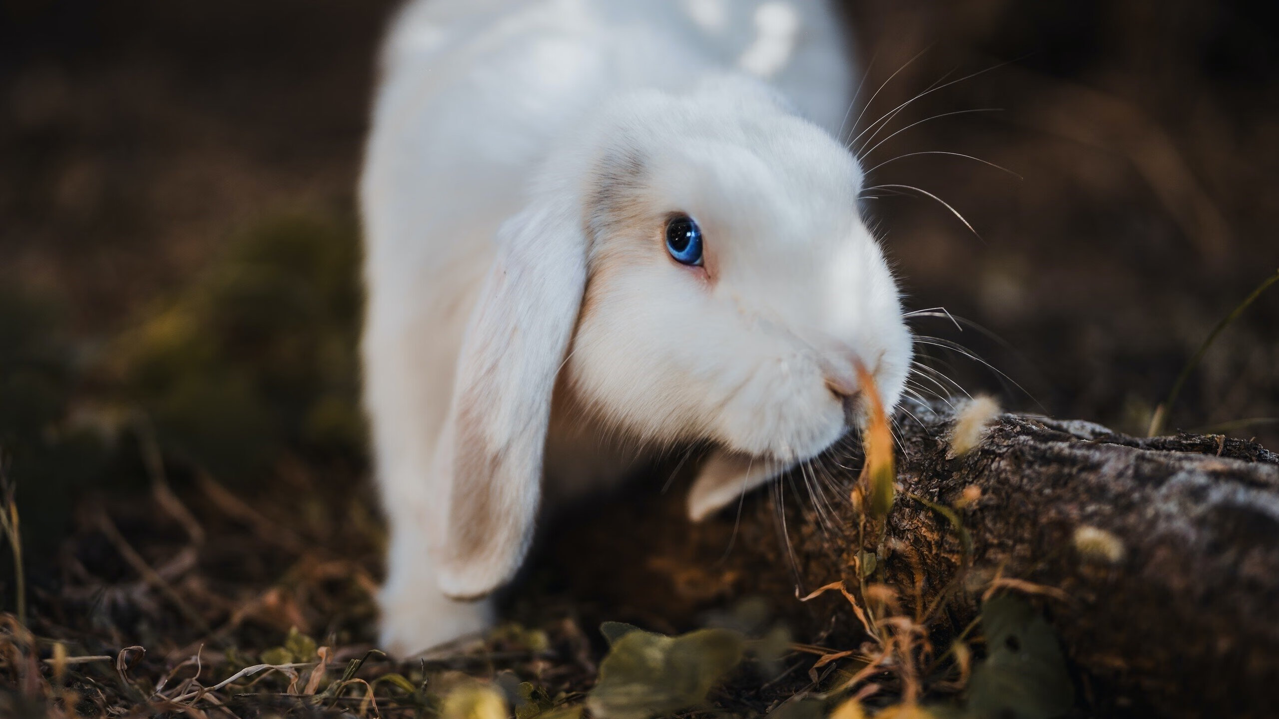 九游登录入口-半场战况：54-51，北京队略占优势，比赛悬念重重！，北京队又输了