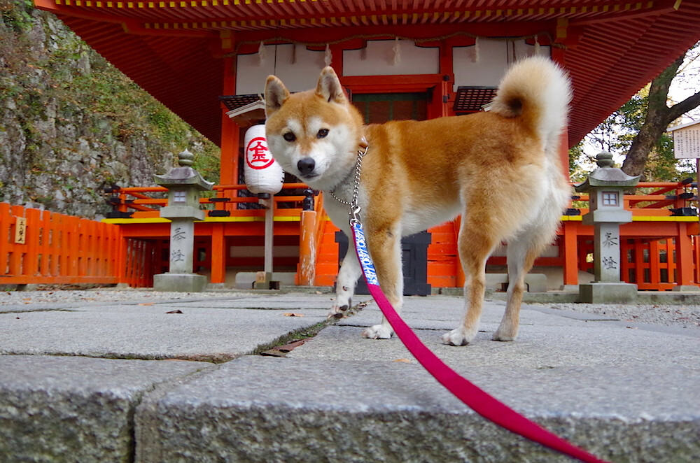 中国九游体育-史上最震撼的“绝杀”合集：哪一球让你热血沸腾？，绝杀集锦